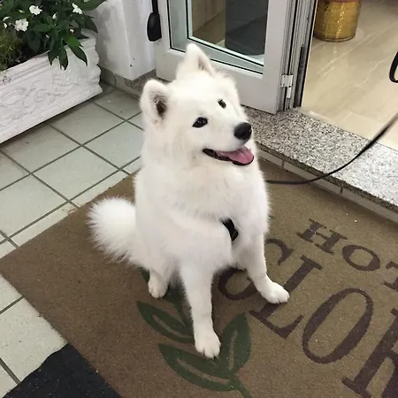 Gloria